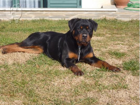 PoulaTo: εκπαιδευμενα μεγαλοσωμα rottweiler